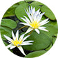 Testimonial Image