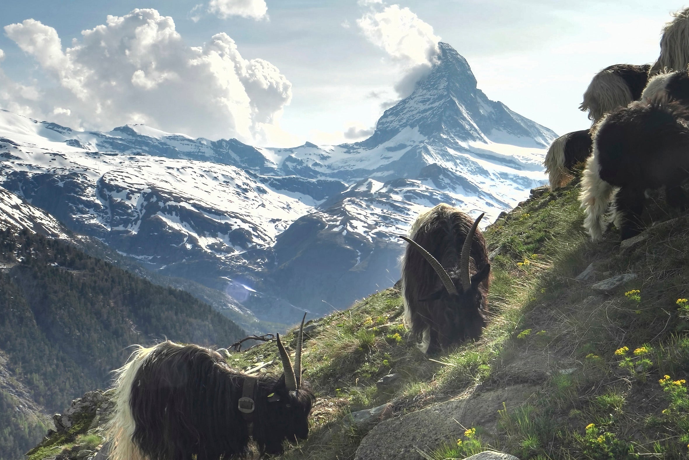 Swiss & French Alps 10-Day Photo Tour 2025 (Private)
