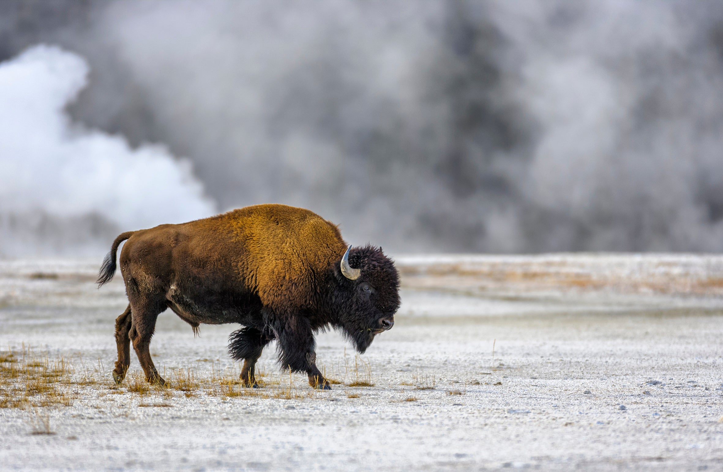 USA 2026 Yellowstone National Park 14-Day Tour