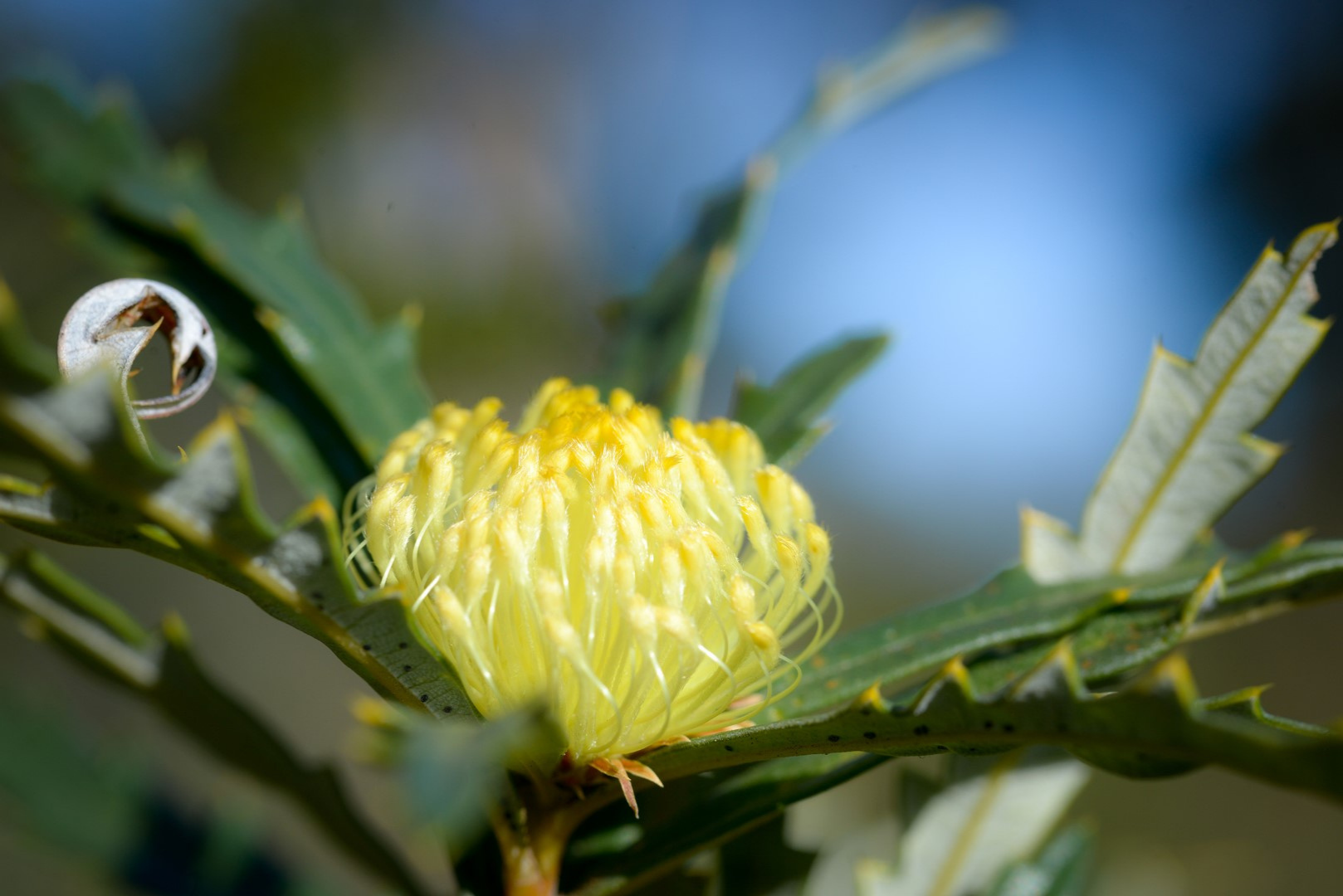 Wildflower Photo Tour (Seasonal)