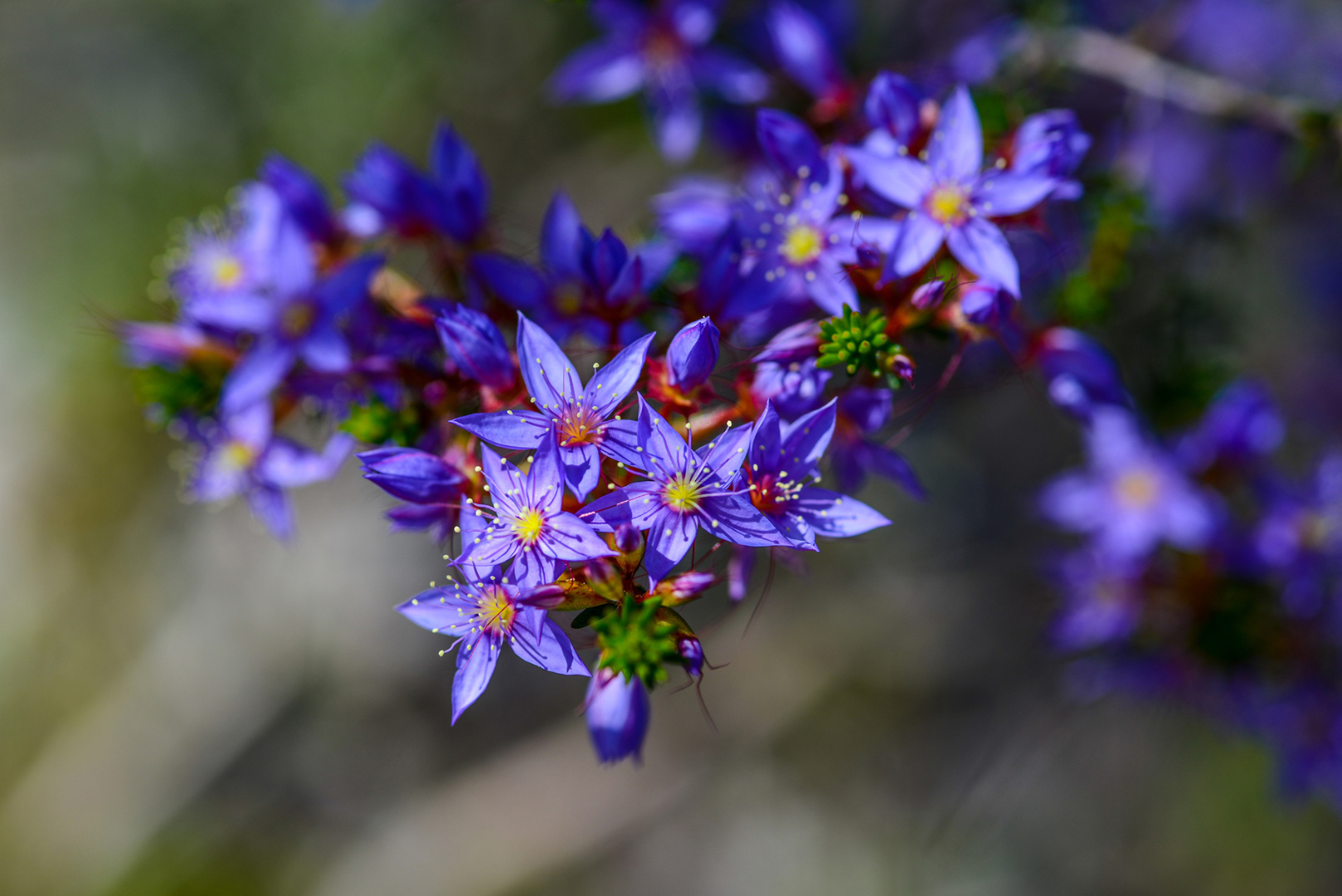 Wildflower Photo Tour (Seasonal)