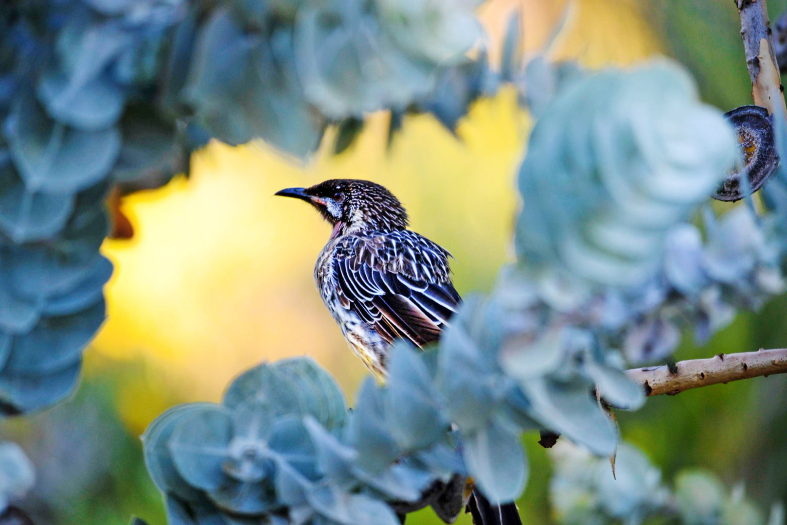 Winter 2025 - Perth Cityscape & Twilight Photography Tours