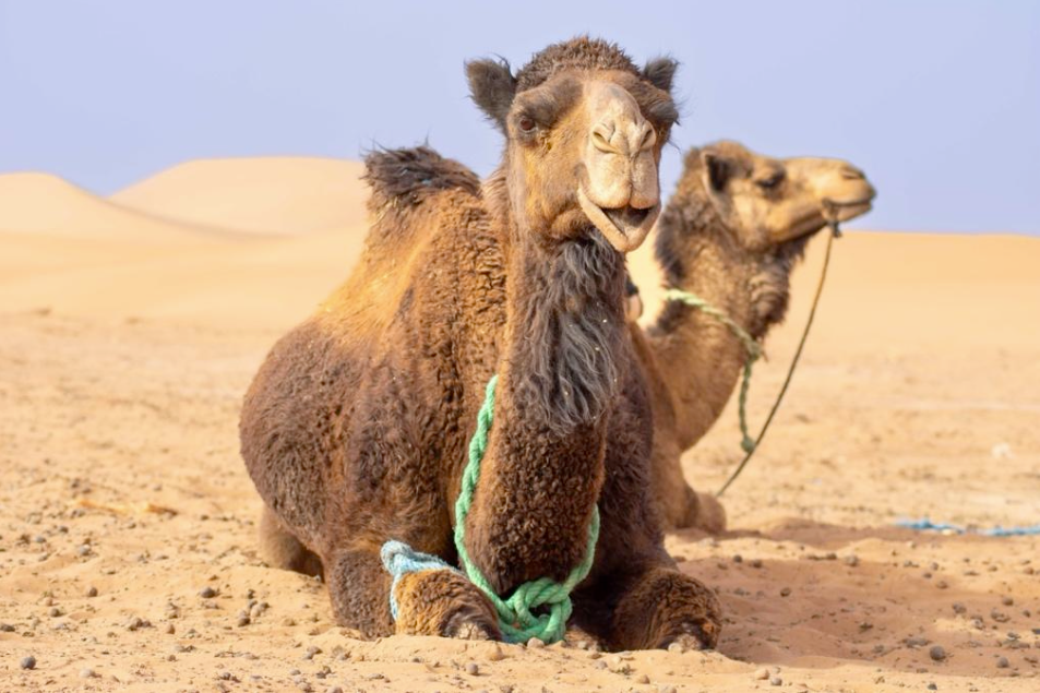 Morocco 'Al-Maghrib' Photography Tour 2027
