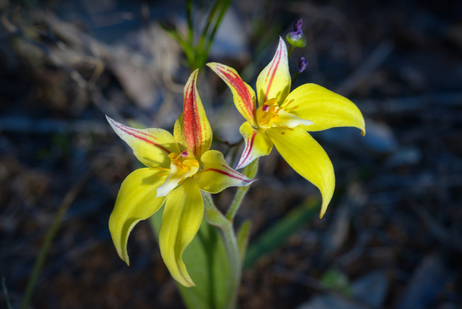 Wildflower Photo Tour (Seasonal)
