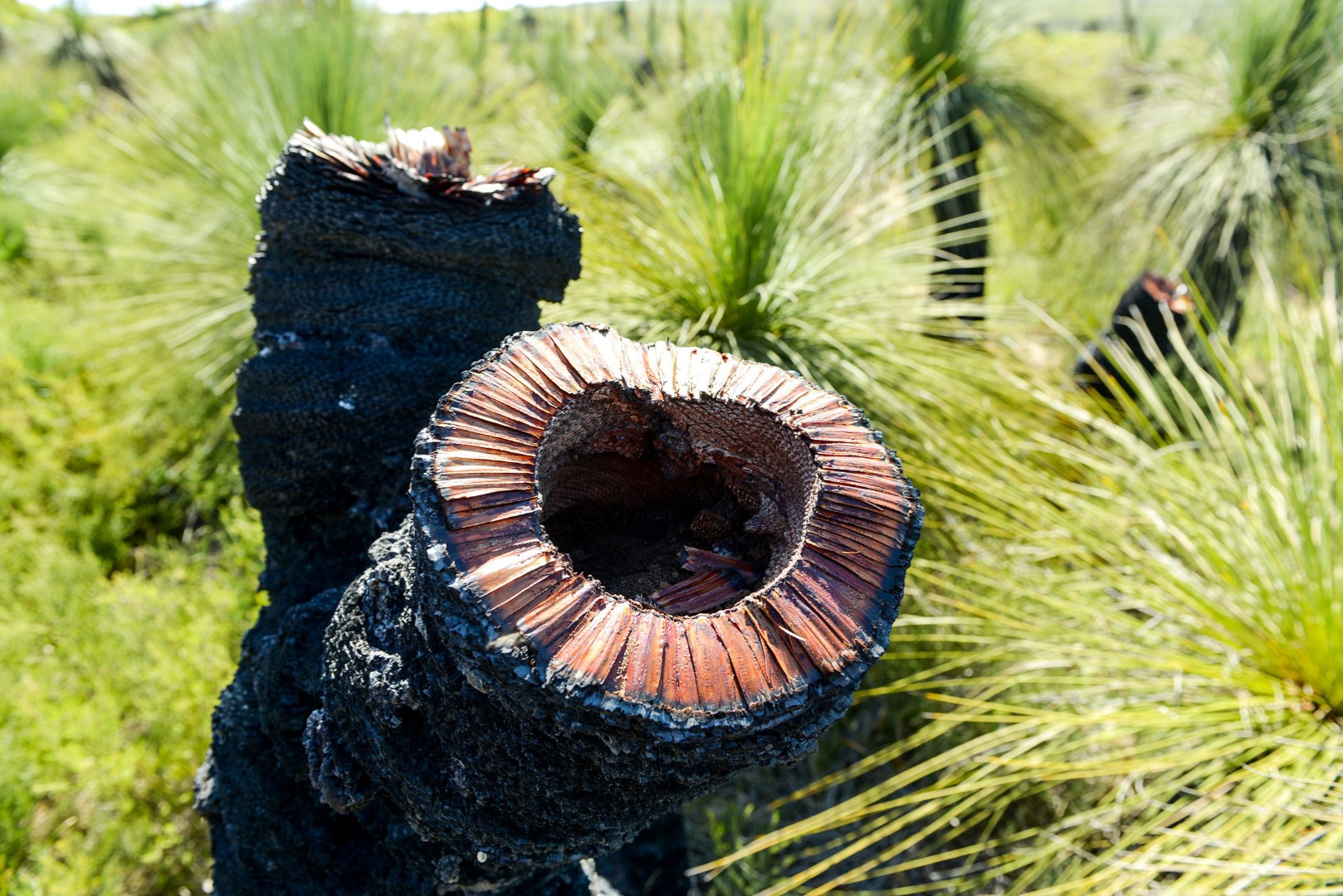 Pinnacles Day Photo Tour 2025 (Private)