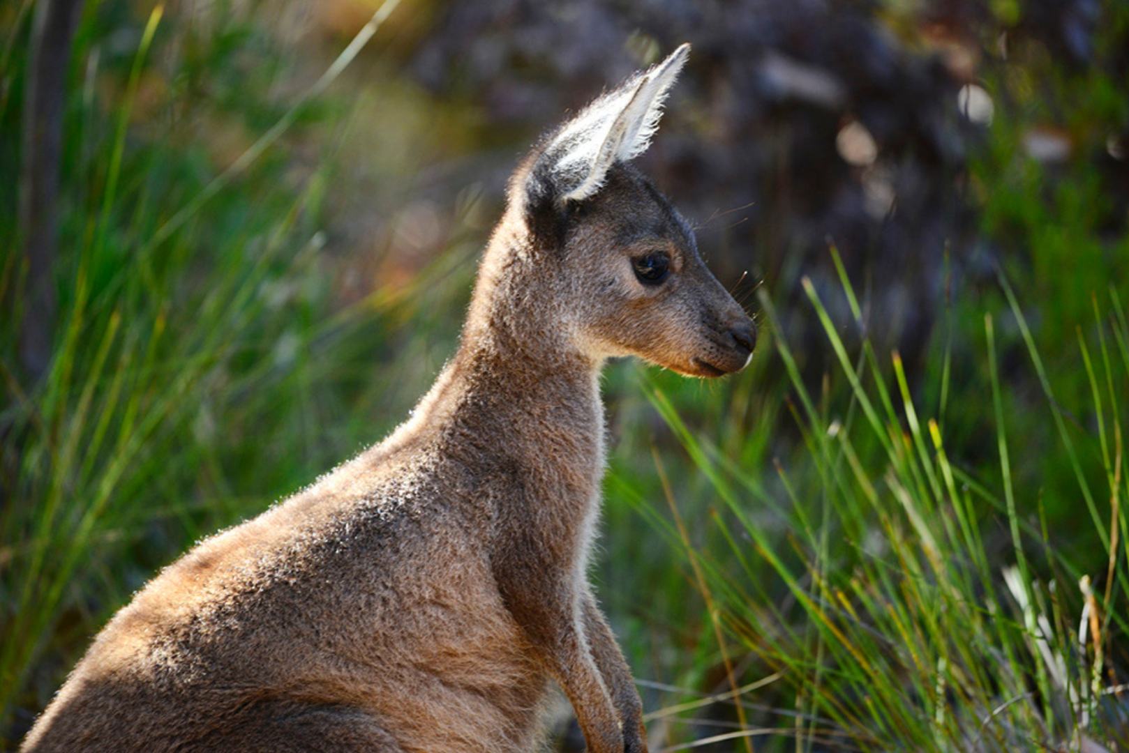 Kalbarri Tours & Workshops 2025 - Sunrise Sessions