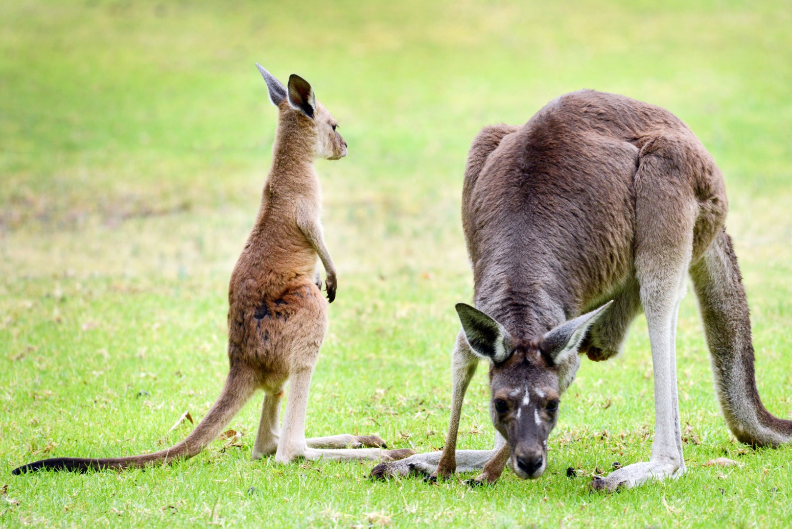 Pinnacles Grand Tour 2025 (Private)