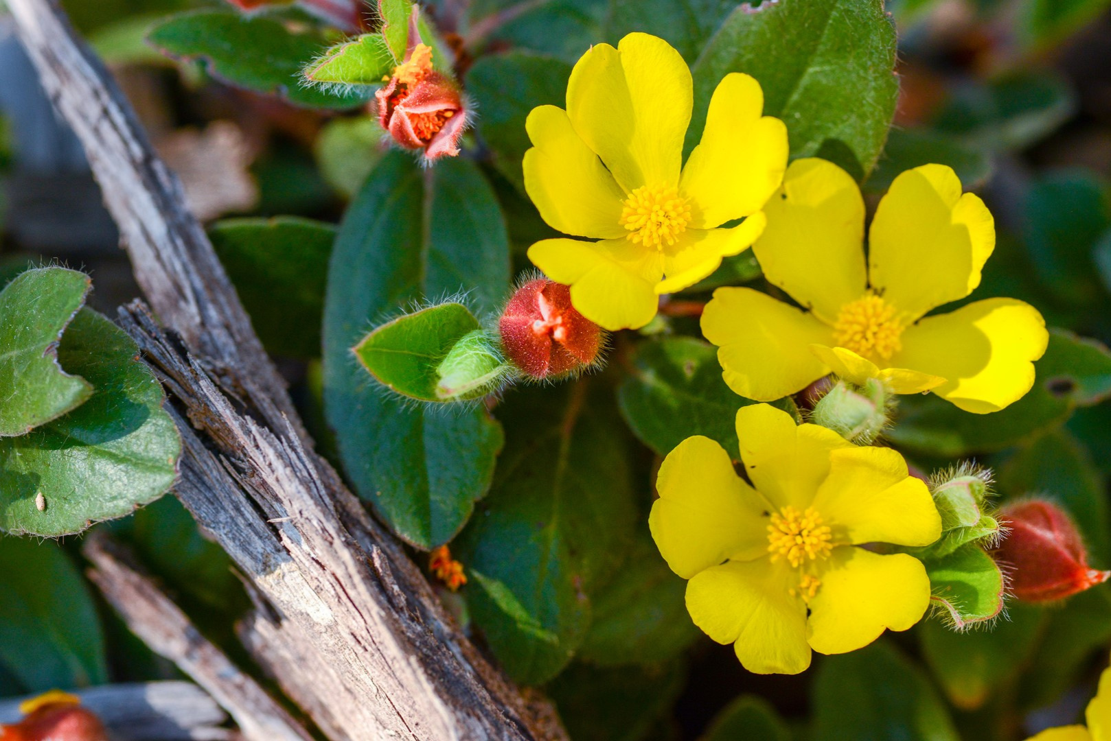 Kalbarri ‘Coral Coast’ Photo Adventure