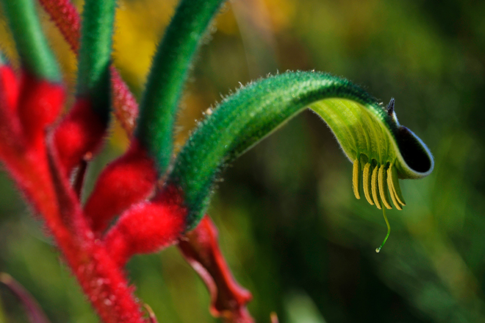 Pinnacles Sunset & Twilight Photography Tours 2025