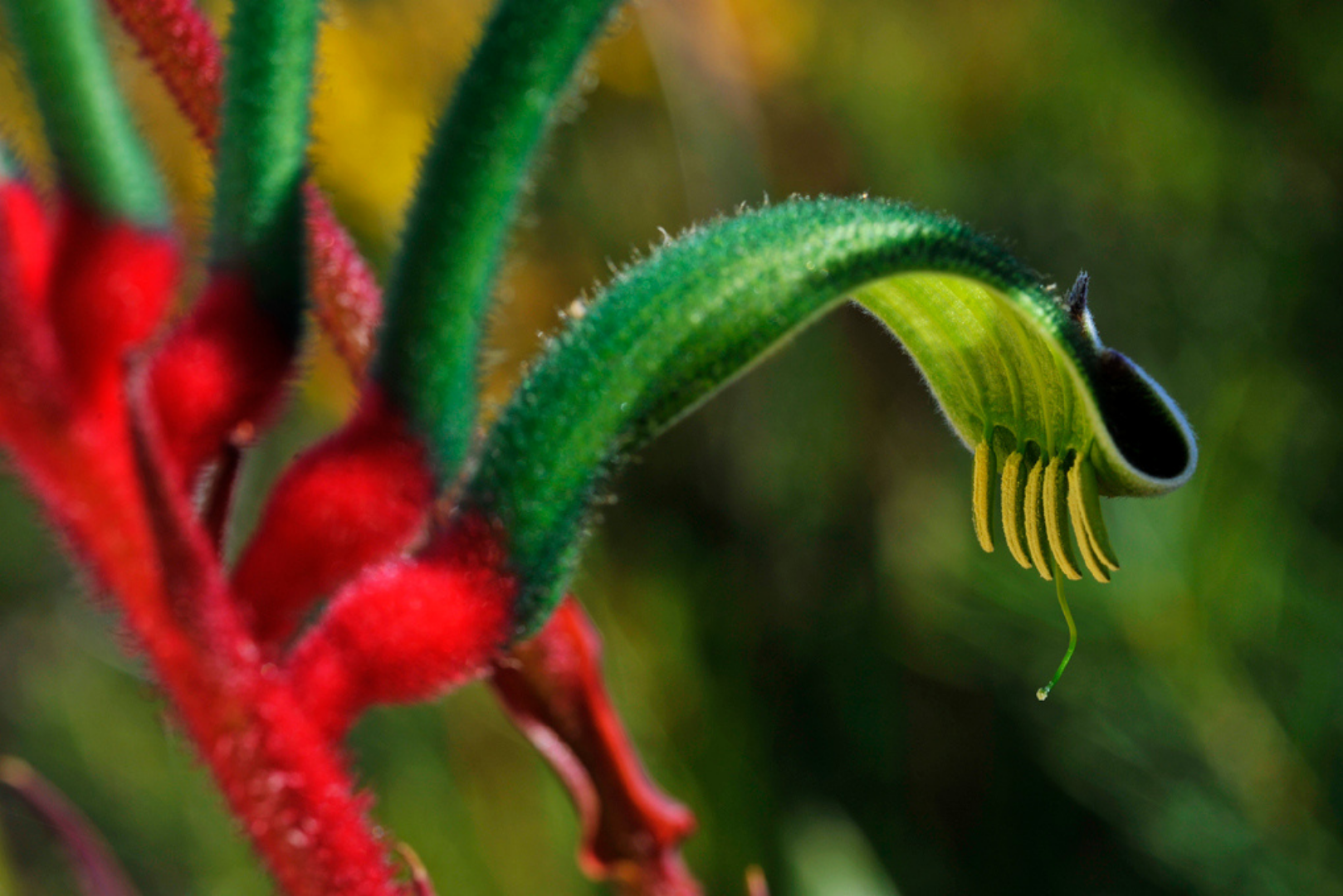 Wildflower Photo Tour (Seasonal)