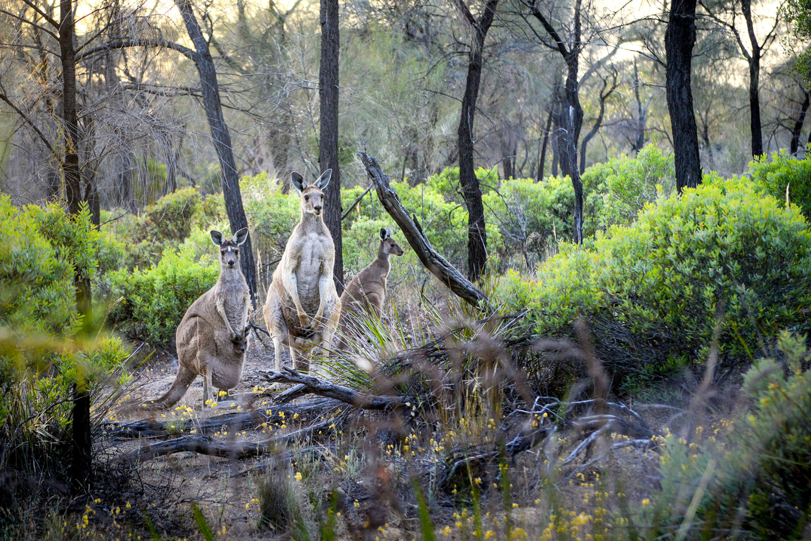 Wave Rock 3-Day Photo Tour (4-Day Option) 2025/2026