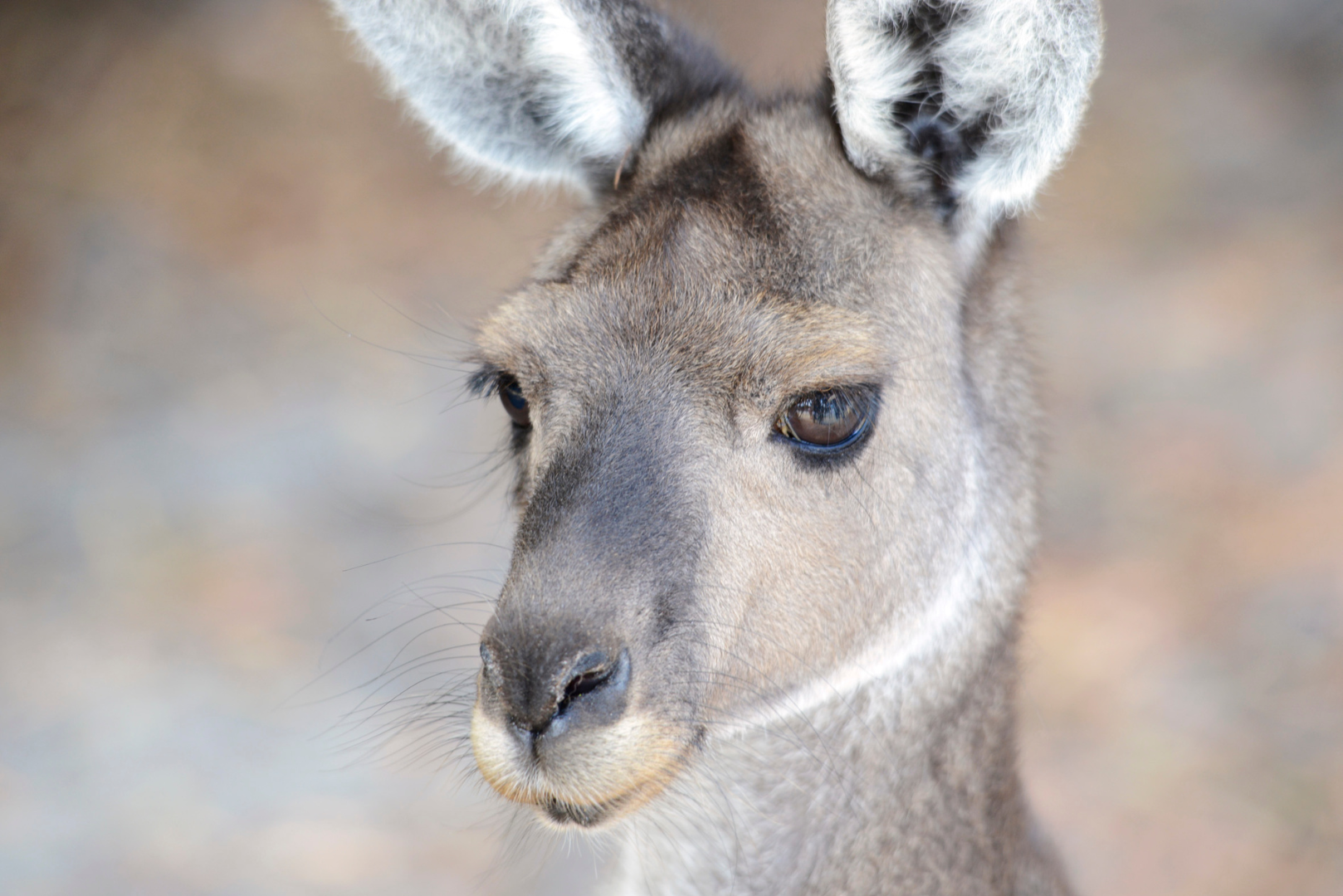 Pinnacles Day Photo Tour 2025 (Private)