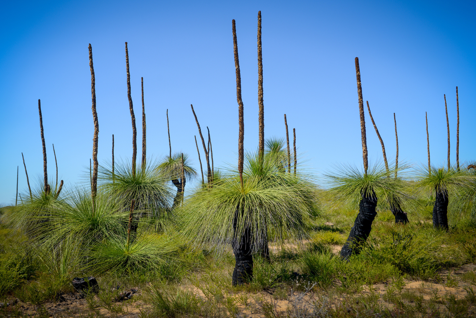 Pinnacles Day Photo Tour 2025 (Private)